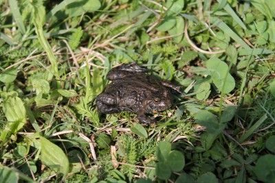 Bombina bombina (The European fire-bellied toad), and...